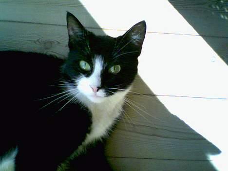 Huskat Mary billede 2