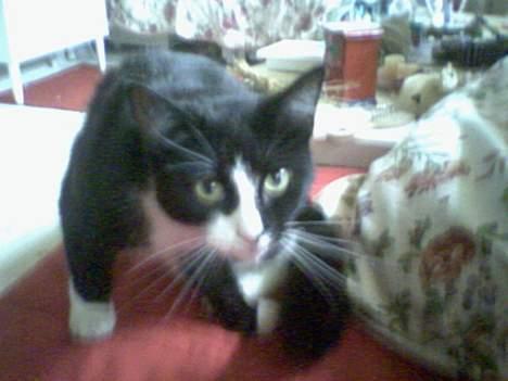 Huskat Mary billede 3