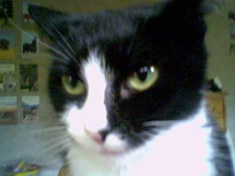 Huskat Mary billede 4