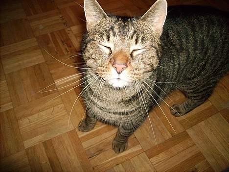 Huskat Carlo - Argh den blitz, DU BLÆNDER MIG  billede 3