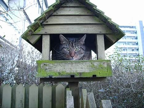 Huskat Carlo - Øh pip ?!?  billede 4