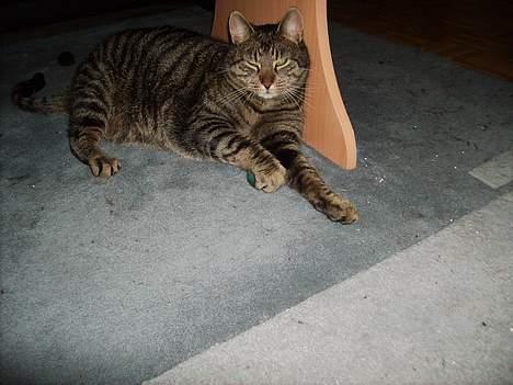 Huskat Walter - Holder på min bold - tænk hvis der kom nogen og stjal den !  billede 9