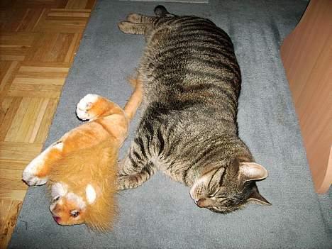 Huskat Walter - Ligger og putter med løvebamsen  billede 10