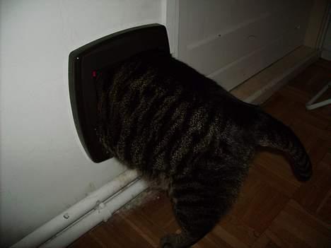 Huskat Walter - Uf den tykke mave... kan næsten ikke komme igennem  billede 11