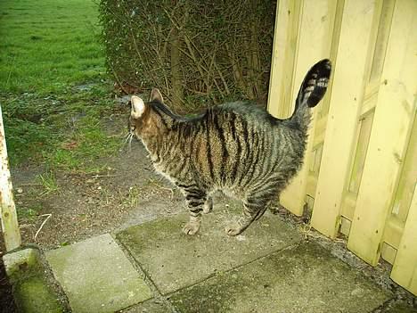 Huskat Walter - Prøver at se lidt farlig ud  billede 12