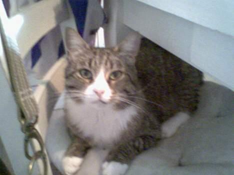 Huskat Føbus billede 1