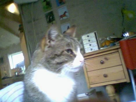 Huskat Føbus billede 2