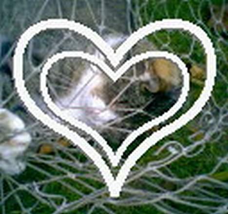 Huskat Føbus billede 3