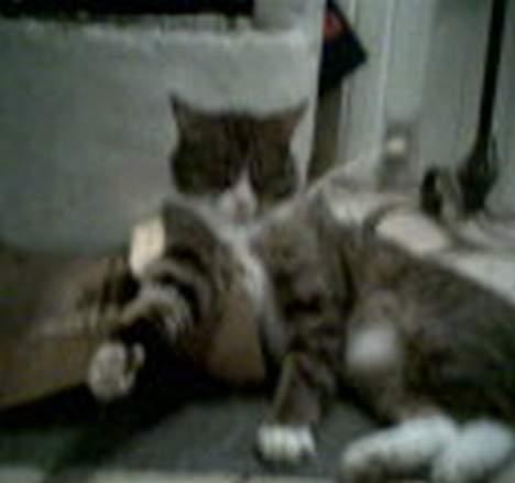 Huskat Føbus billede 4