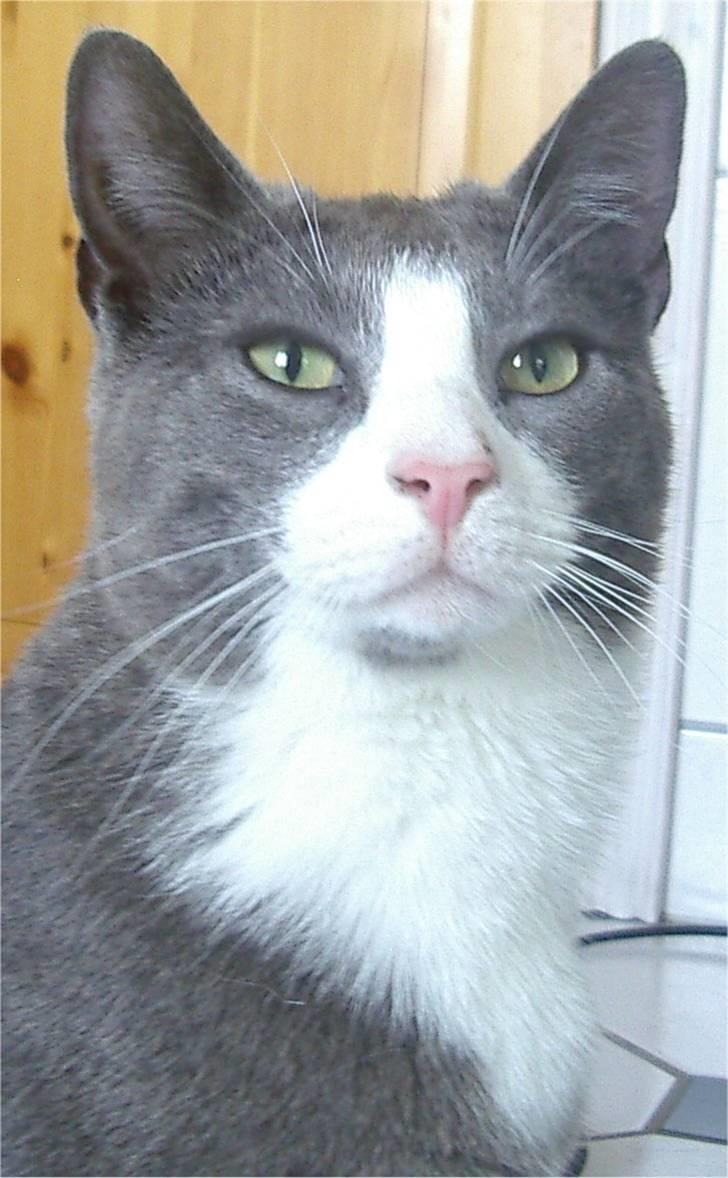 Huskat Garfield - Velkommen til Garfields profil :) billede 1