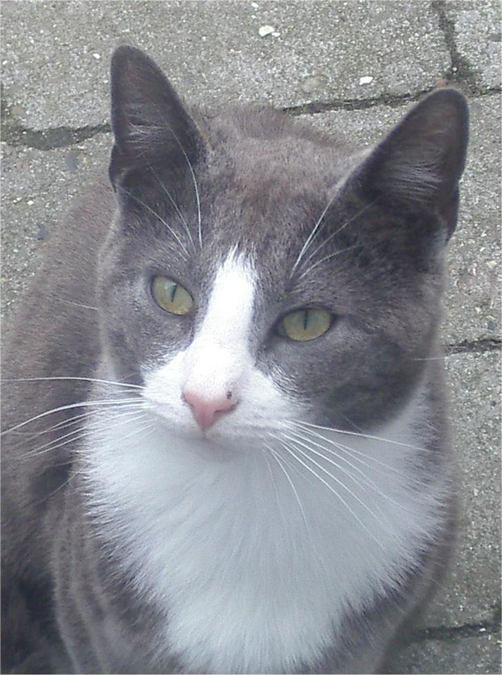 Huskat Garfield - Se dét, er en veltilpas Garfield :) billede 2