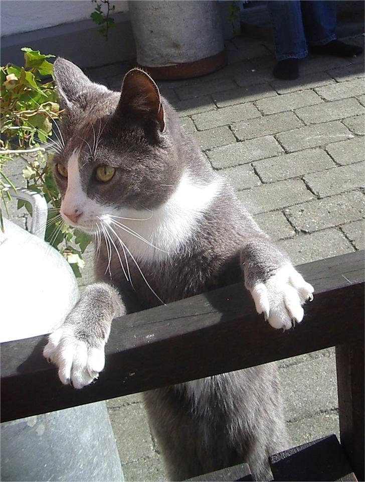 Huskat Garfield - Giv mig lige lidt mad! PLEEEEEASE! billede 3