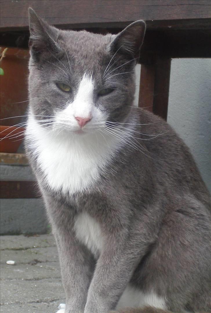 Huskat Garfield billede 4