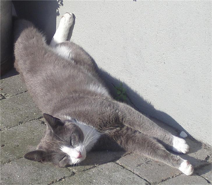 Huskat Garfield - nej garfield, du er ikke død... selvom man skulle tro det... billede 5