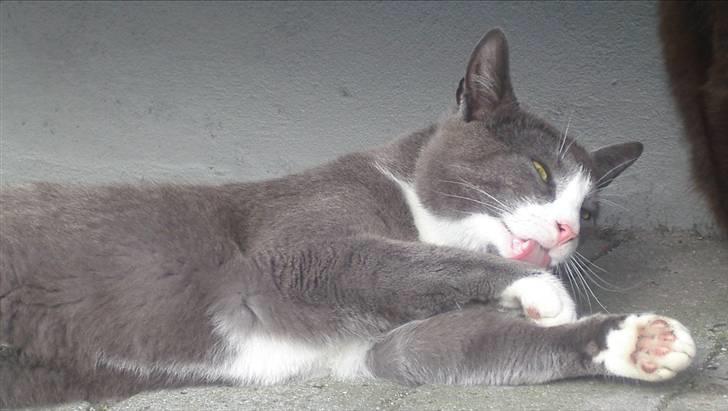 Huskat Garfield billede 6