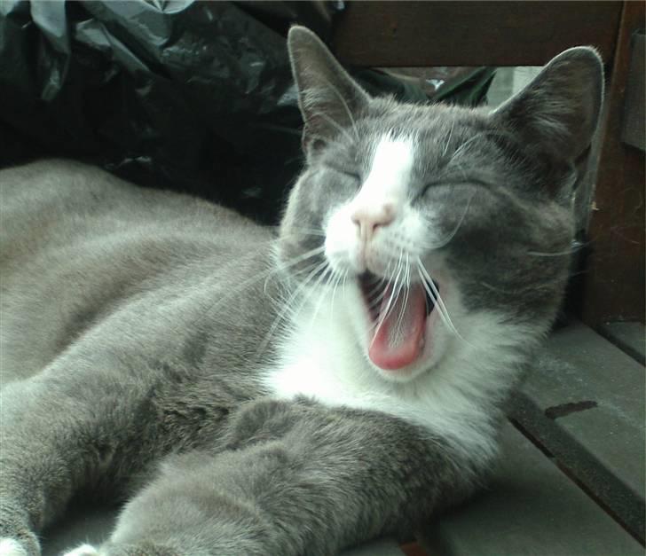 Huskat Garfield - Gaaab.... Ja, Garfield, livet er hårdt... billede 7