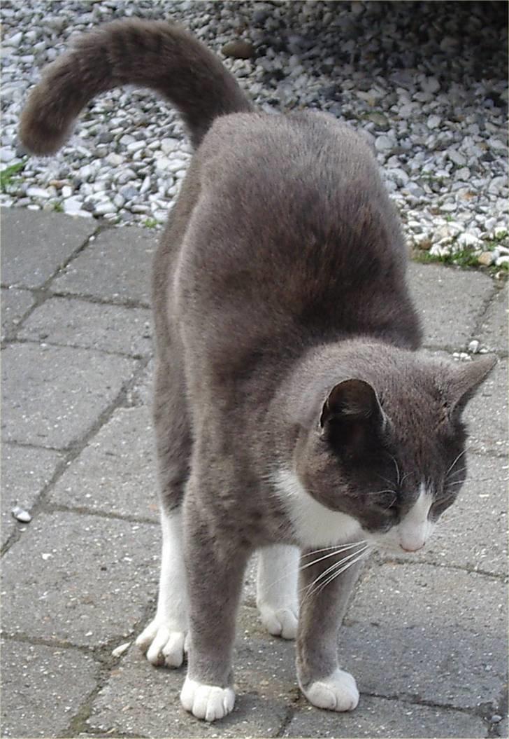 Huskat Garfield - Nåååh, hvem er højest??? :p billede 8