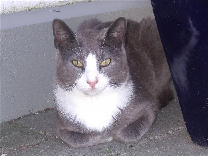 Huskat Garfield billede 9