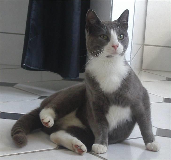 Huskat Garfield - Øhhh..... Hej? billede 10