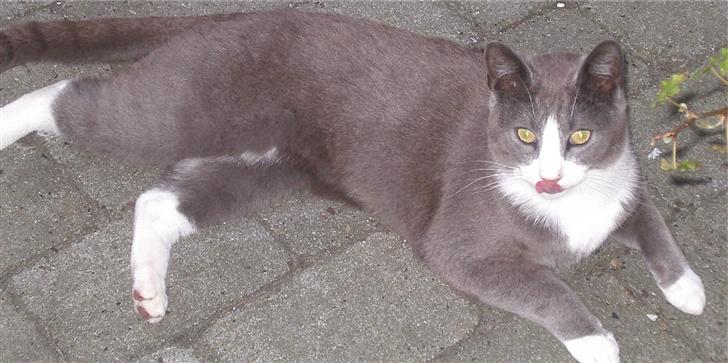 Huskat Garfield - Man kan altid se på Garfield når han er lækkersulten... billede 11