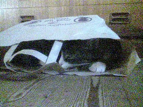 Huskat basse død - basse i en papirpose billede 13