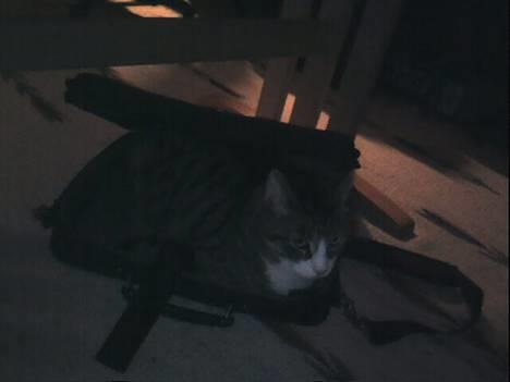 Huskat basse død - basse i en computertaske billede 14