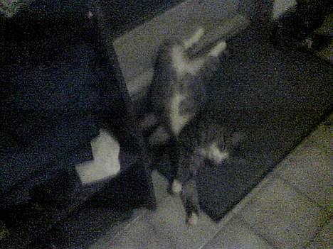 Huskat basse død - så så man sige mig billede 15