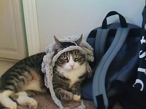 Huskat basse død - hvad? har jeg noget på hovedet billede 16