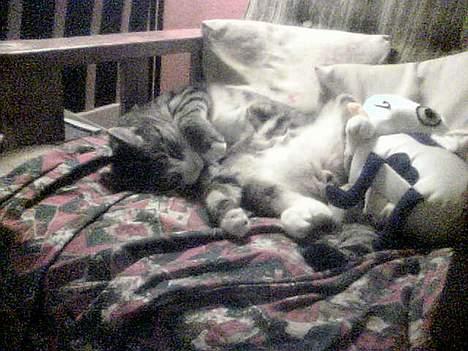 Huskat basse død - basse leger med sin kobamse billede 17