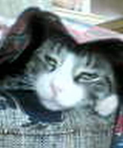 Huskat basse død billede 18