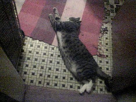 Huskat basse død - se hvor lang jeg kan blive billede 19