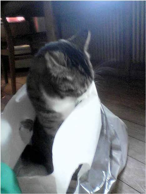 Huskat basse død - basse i en plastikpose billede 20