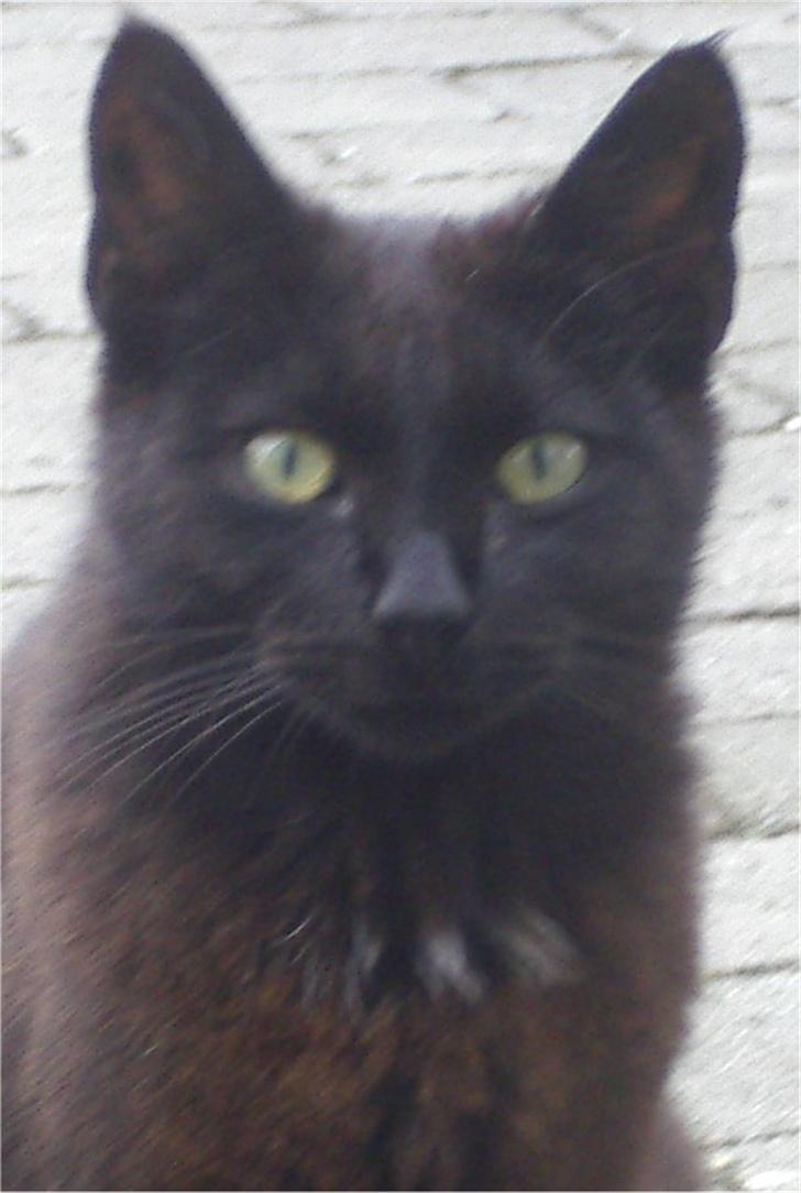 Huskat Gun - Velkommen til Guns profil :) billede 1