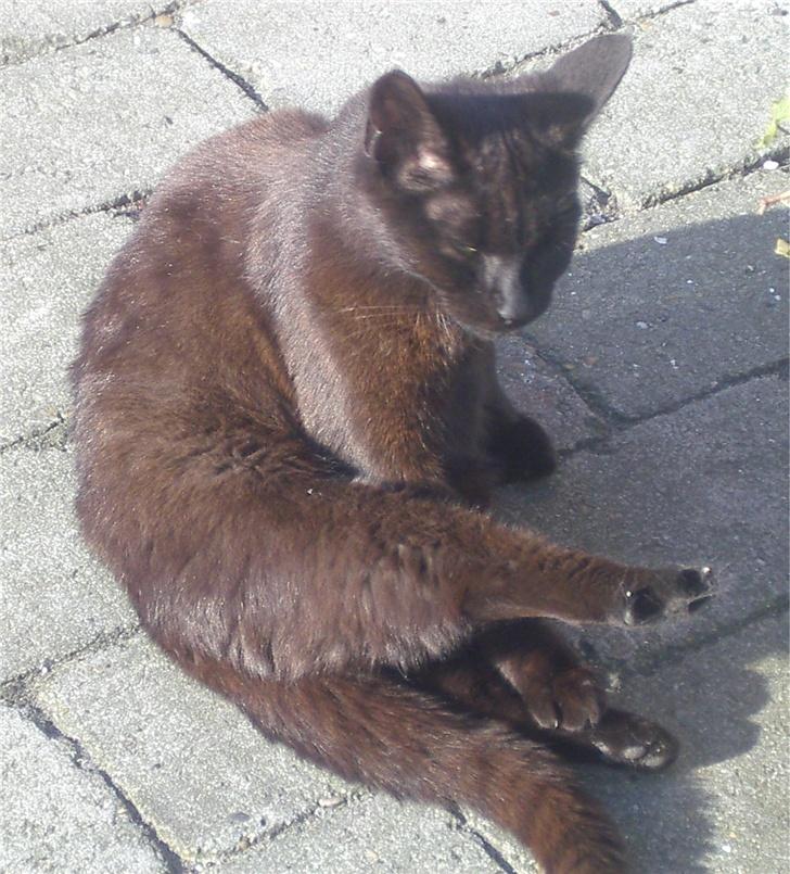 Huskat Gun billede 2