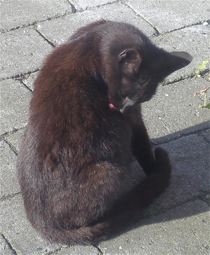 Huskat Gun - Så er det vaskedag... billede 3