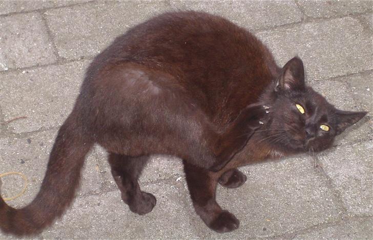 Huskat Gun - Så skal der kløes... billede 4