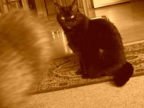 Huskat Strejfer - EMMA FLYT DIG!! Det er mit billed :O . billede 12