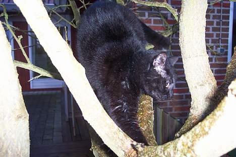 Huskat Strejfer - Bare jeg ikk falder ned fra træet :S billede 13