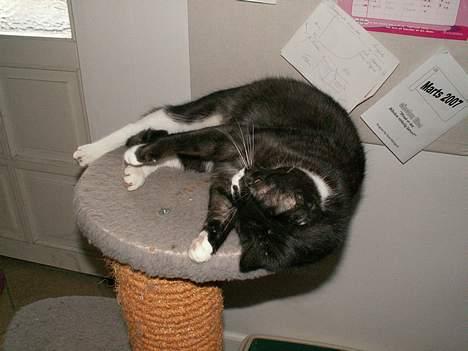 Blanding af racer Fine RIP billede 2