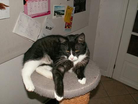 Blanding af racer Fine RIP billede 3