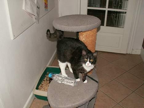 Blanding af racer Fine RIP billede 4