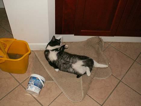 Blanding af racer Fine RIP billede 5