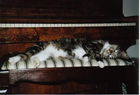 Blanding af racer Klunde DØD - jeg elskede den klaverbænk! Ingen må spille på klaveret, før jeg har ligget her og fået min lur! billede 1