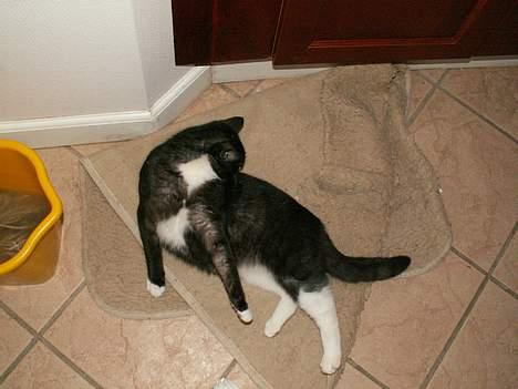 Blanding af racer Fine RIP billede 6