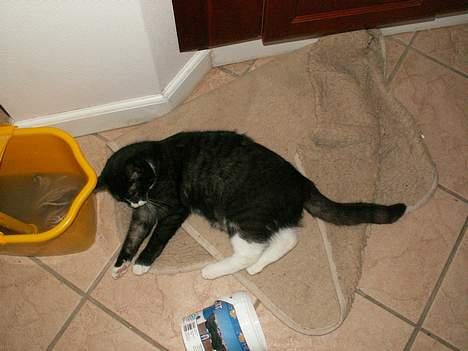 Blanding af racer Fine RIP billede 7