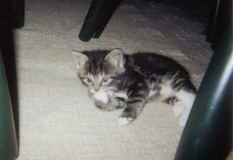 Blanding af racer Klunde DØD - som helt lille. Det kan bare ikke blive mere nuttet .. Vel? billede 3