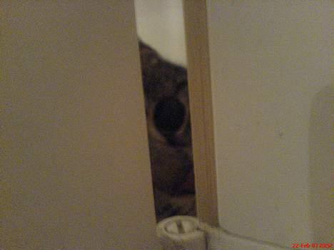 Blanding af racer Klunde DØD - Hej med jer! billede 4