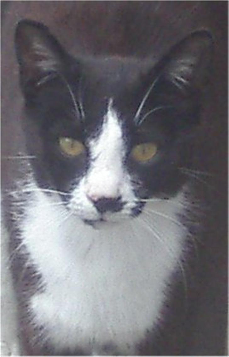 Huskat Mis - Velkommen til Mis´s profil :) billede 1