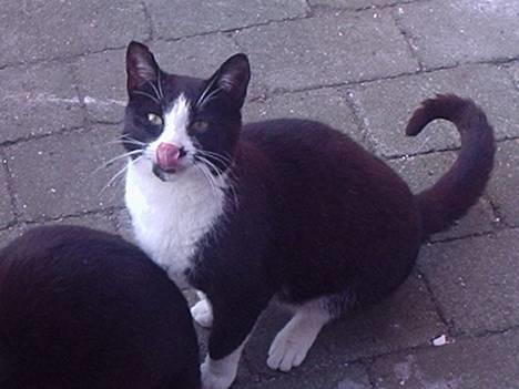 Huskat Mis - lækkert! billede 2