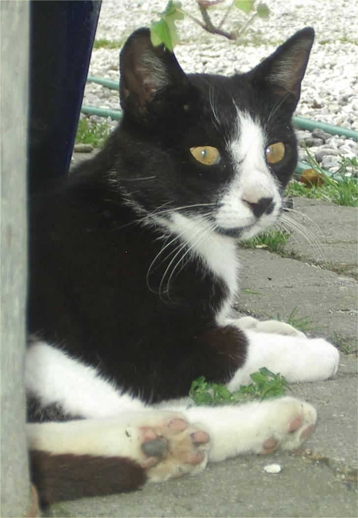 Huskat Mis billede 3